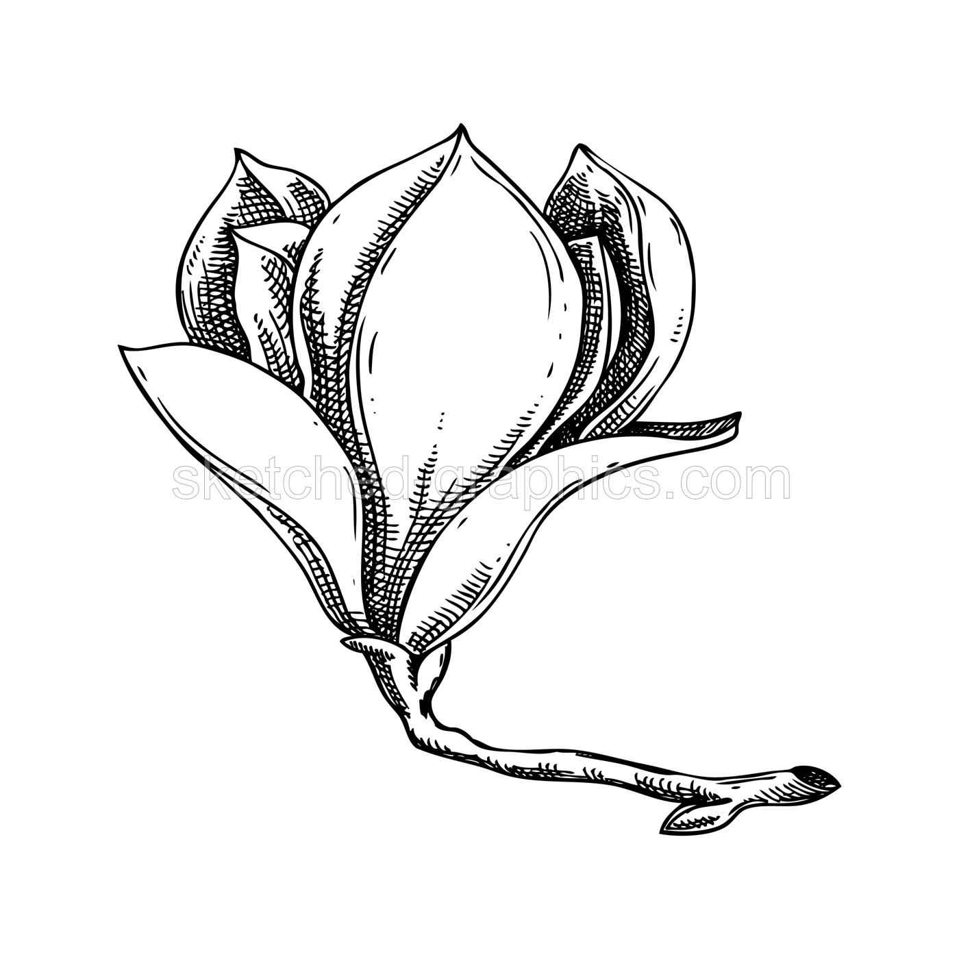 Magnolia sketch. Vintage floral drawing. Blooming tree branch hand-drawn vector illustration. Spring flower design element. NOT AI generated Illustration